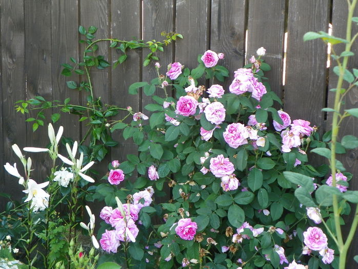 Gertrude Jekyll