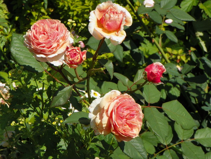 A shropshire Lad