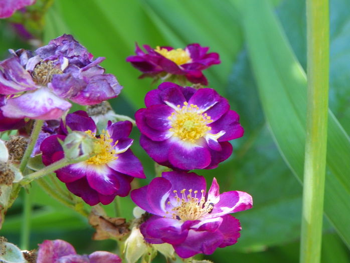 Violet Hood - Trandafiri 2015 - 2