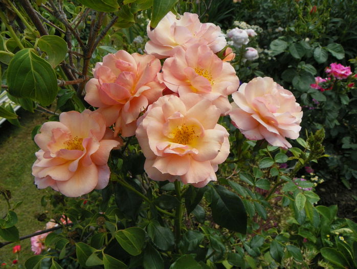 Aprikola