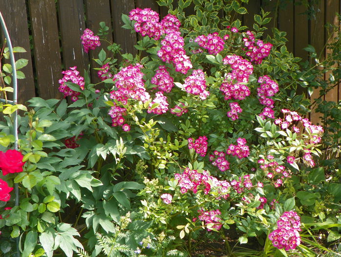 Mozart - Trandafiri 2015 - 2