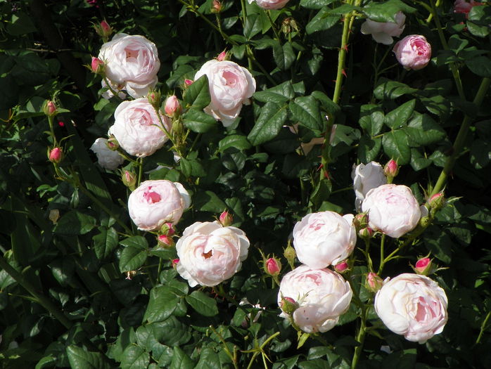 Scepter dIsle - Trandafiri 2015 - 2