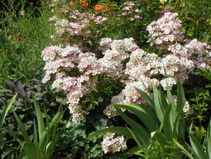 Ballerina - Trandafiri 2015 - 2