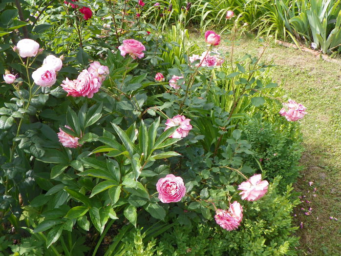 Jubilee Celebration - Trandafiri 2015 - 2