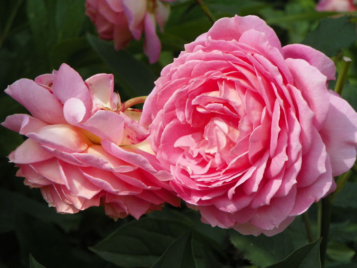 Jubilee Celebration - Trandafiri 2015 - 2