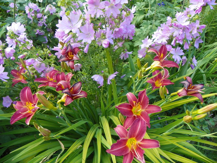 malva moschata rosea si hemerocallis