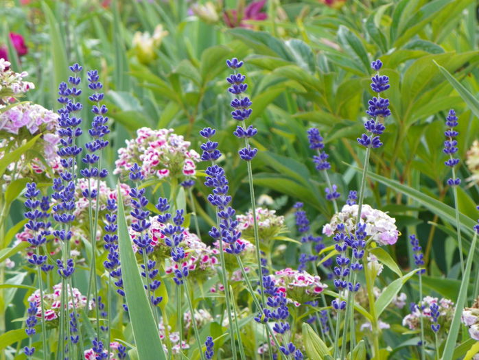levantica Hidcote Blue - Vara 2015