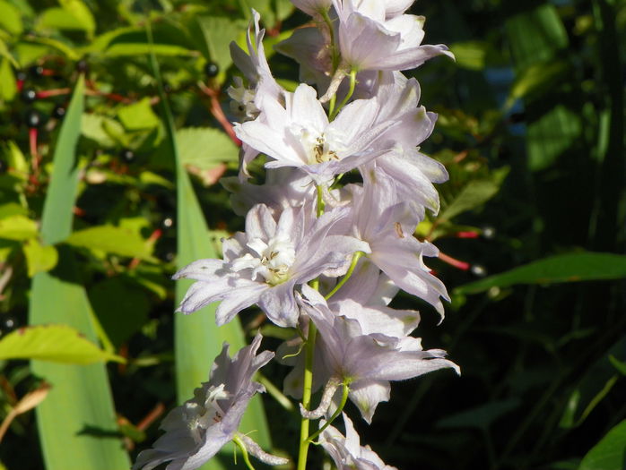 delphinium Magic Fountain - Vara 2015