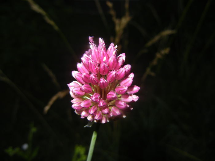 Allium sphaerocephalon (2015, June 24)