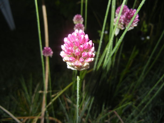 Allium sphaerocephalon (2015, June 24)