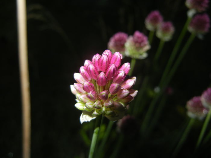Allium sphaerocephalon (2015, June 24)