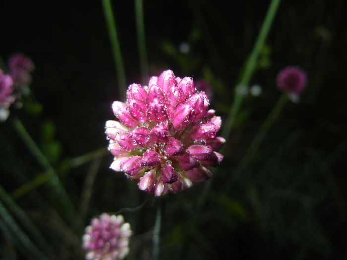 Allium sphaerocephalon (2015, June 24) - Allium sphaerocephalon