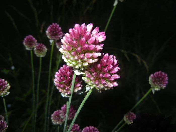 Allium sphaerocephalon (2015, June 24) - Allium sphaerocephalon