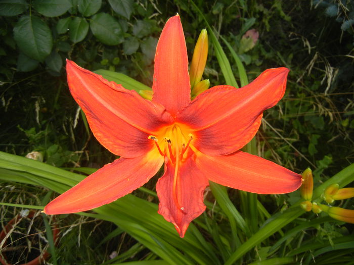 Hemerocallis Red (2015, June 23) - Hemerocallis Red