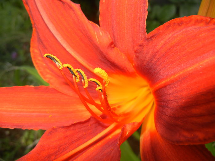 Hemerocallis Red (2015, June 23) - Hemerocallis Red