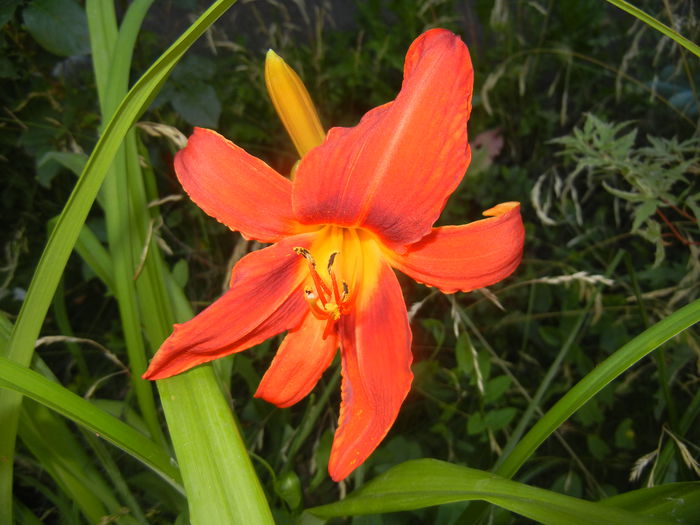 Hemerocallis Red (2015, June 24) - Hemerocallis Red