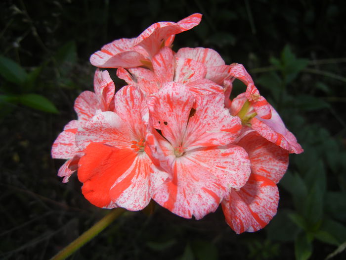 Red & White Geranium (2015, June 23) - ZONAL Geraniums