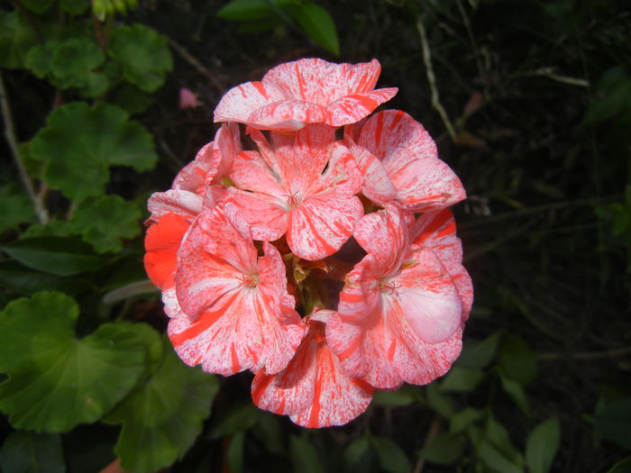 Red & White Geranium (2015, June 23) - ZONAL Geraniums