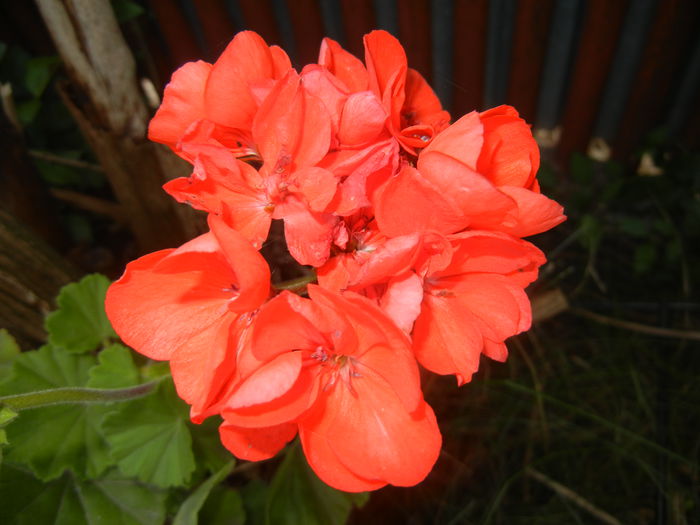 Red Geranium (2015, June 23) - ZONAL Geraniums