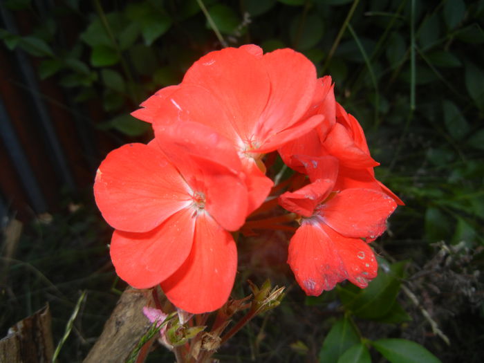 Red Geranium (2015, June 23) - ZONAL Geraniums