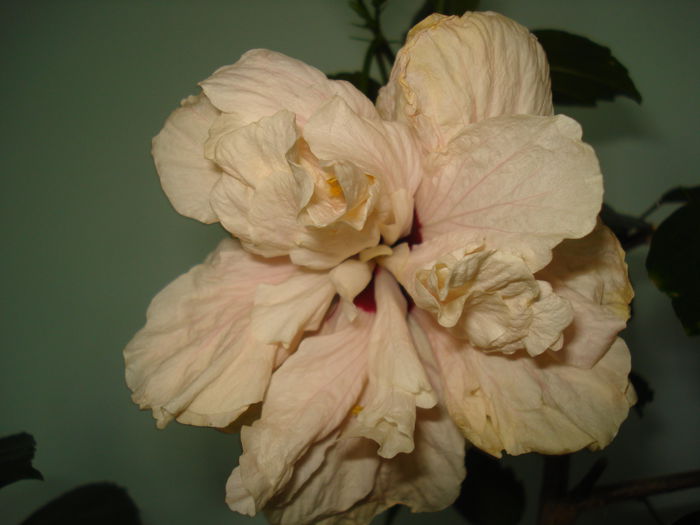 DSC02126