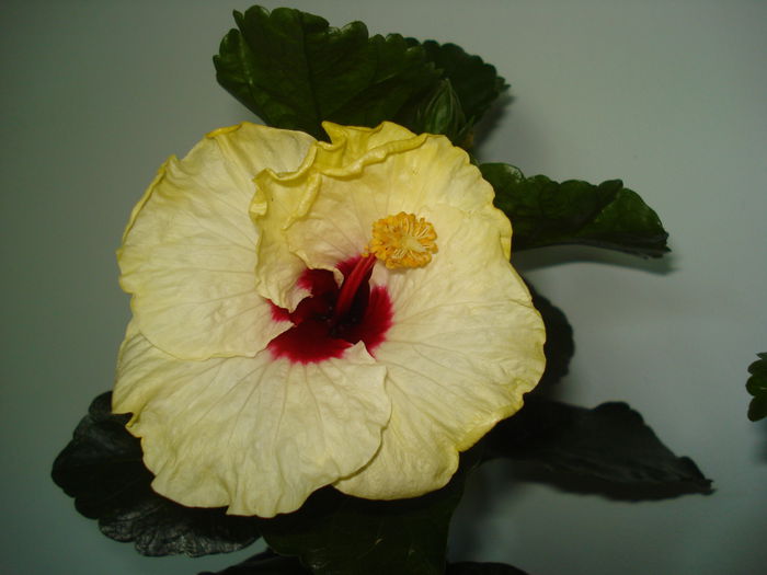Boreas White