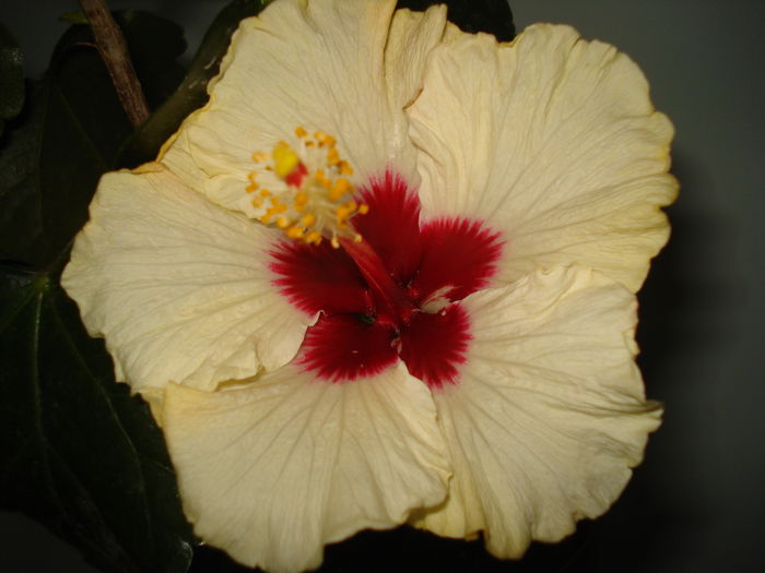 DSC00129 - Hibiscus Boreas White