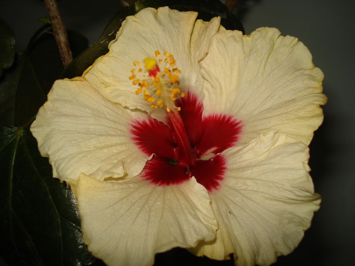 DSC00131 - Hibiscus Boreas White