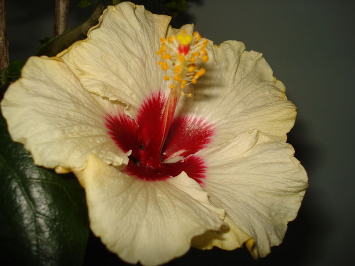 DSC00134 - Hibiscus Boreas White