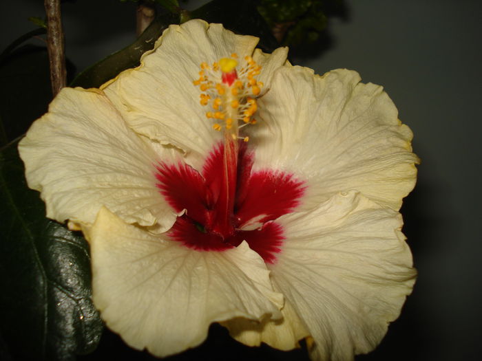 DSC00135 - Hibiscus Boreas White