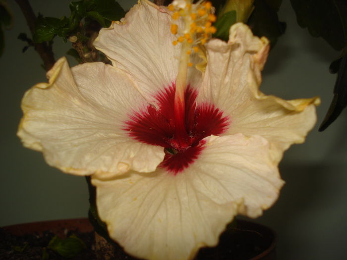 DSC00072 - Hibiscus Boreas White