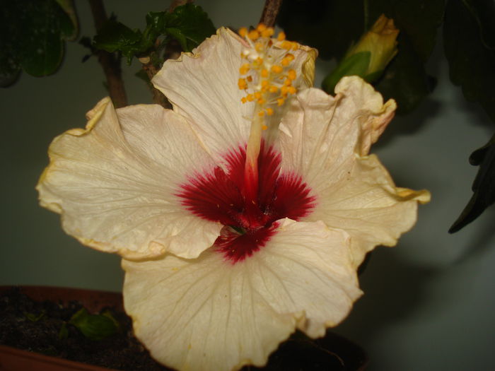DSC00074 - Hibiscus Boreas White