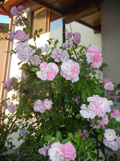 2015, June 02 - 04_ROSES