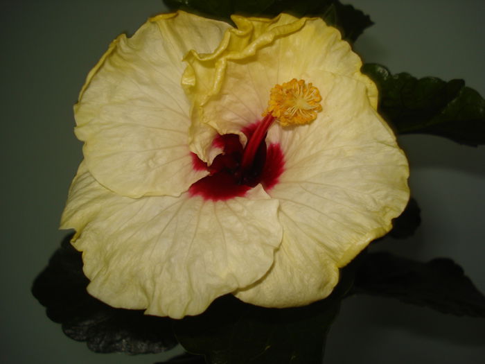 DSC02137 - Hibiscus Boreas White