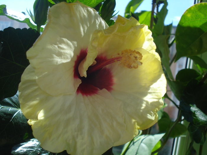 DSC02146 - Hibiscus Boreas White