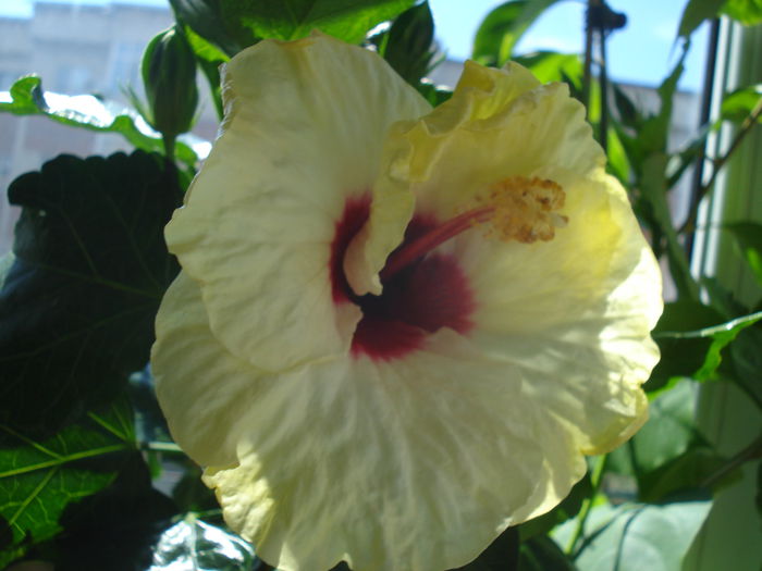 DSC02147 - Hibiscus Boreas White