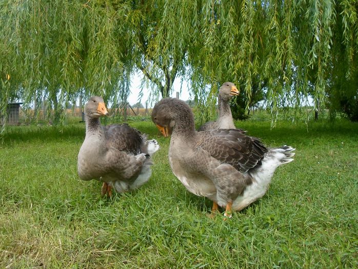SAM_7432 - Toulouse ganse 2015-16