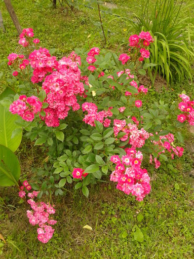 Fotografie0015 - AAAAA_R_TRANDAFIRI 2015_2017