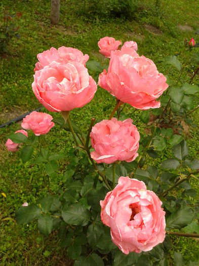 Fotografie0018 - AAAAA_R_TRANDAFIRI 2015_2017