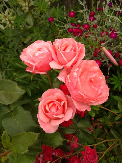 Fotografie0001 - AAAAA_R_TRANDAFIRI 2015_2017