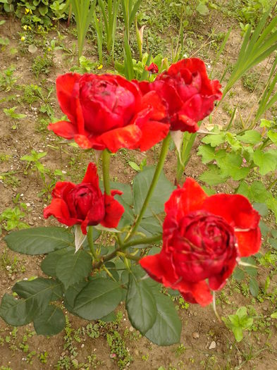 Fotografie0006 - AAAAA_R_TRANDAFIRI 2015_2017