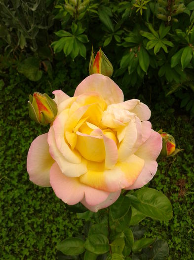 Fotografie0011 - AAAAA_R_TRANDAFIRI 2015_2017