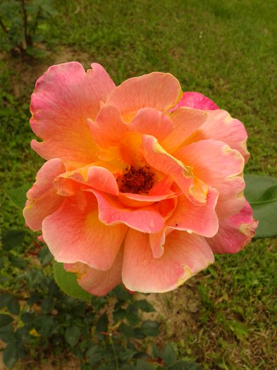 Fotografie0012 - AAAAA_R_TRANDAFIRI 2015_2017