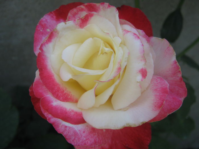 Picture My plants 3824 - Trandafiri 2015
