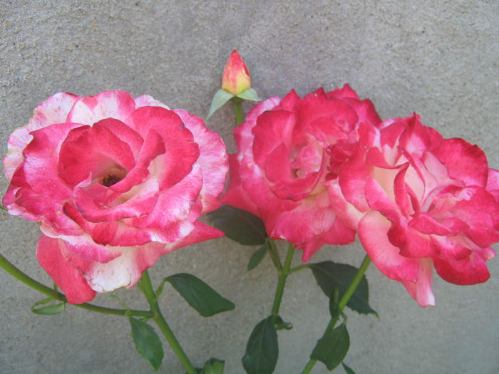 Picture My plants 3825 - Trandafiri 2015