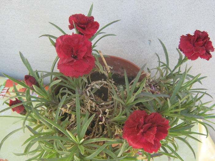 Picture My plants 3806