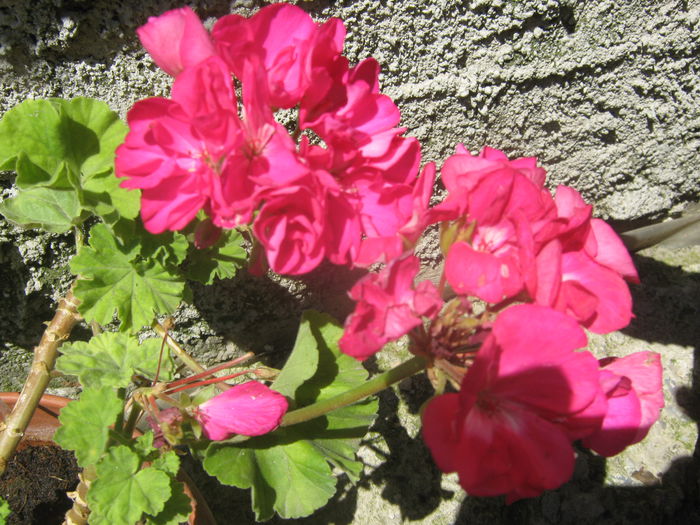 Picture My plants 3813