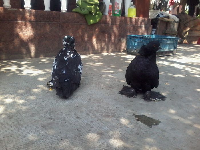 20150611_142700 - urias maghiar