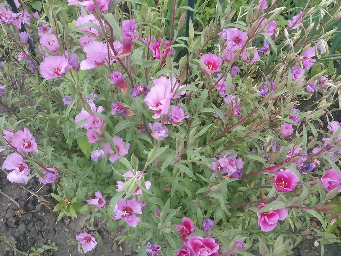  - 2015 Flori in  gradina