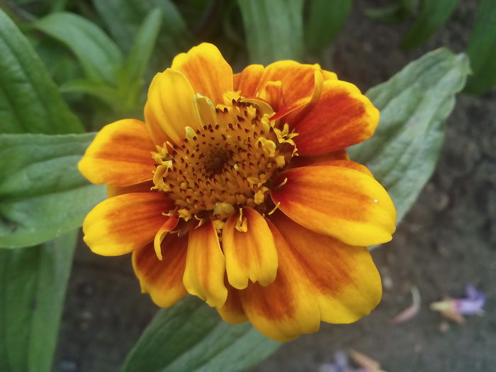  - 2015 Flori in  gradina